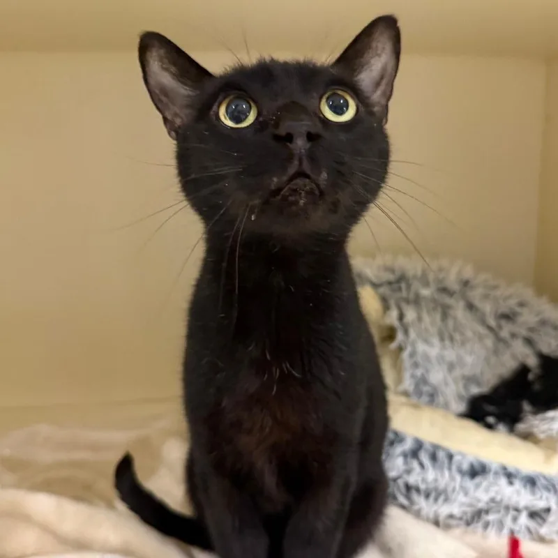 Bagheera