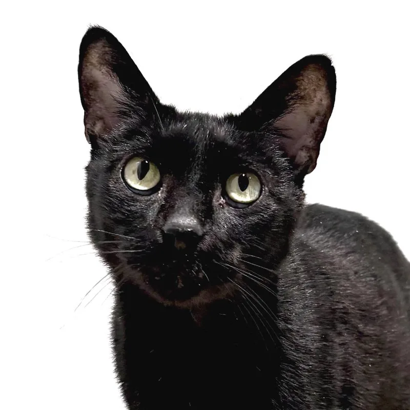 Bagheera thumbnail 2