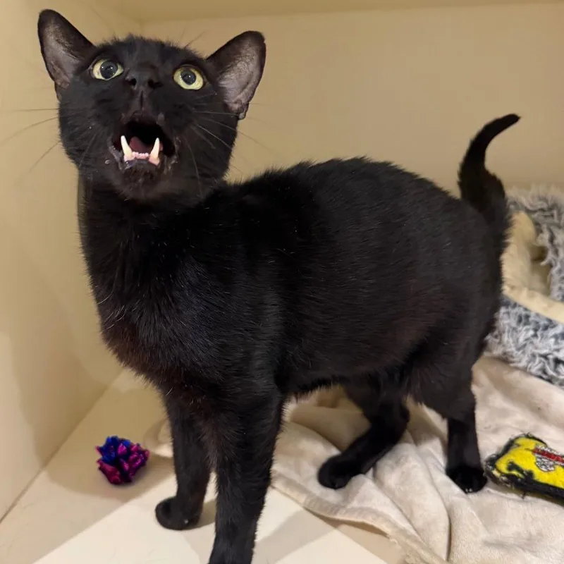 Bagheera thumbnail 3