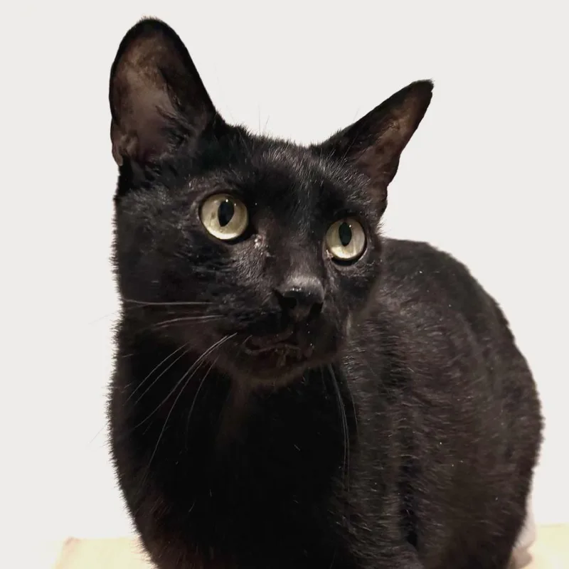 Bagheera thumbnail 4