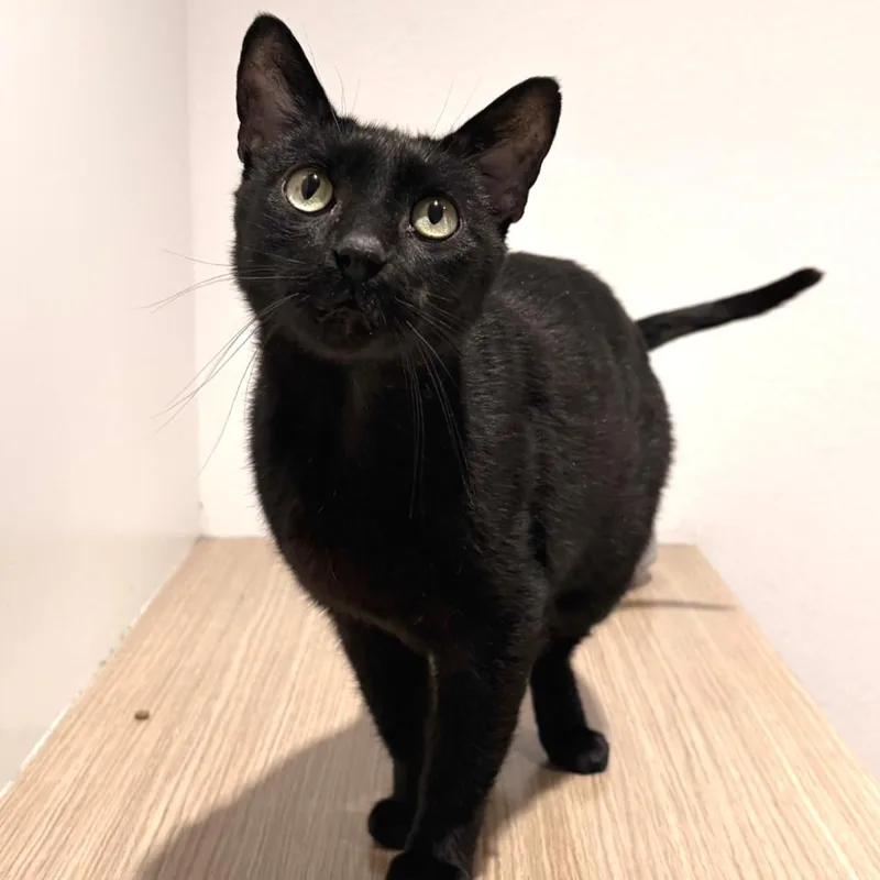 Bagheera thumbnail 5