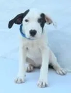 A young large-sized female Hound dog named Ruthie for adoption in Kansas City, MO