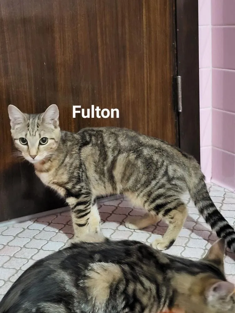 Fulton & Parker thumbnail 3