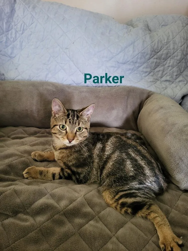 Fulton & Parker thumbnail 4