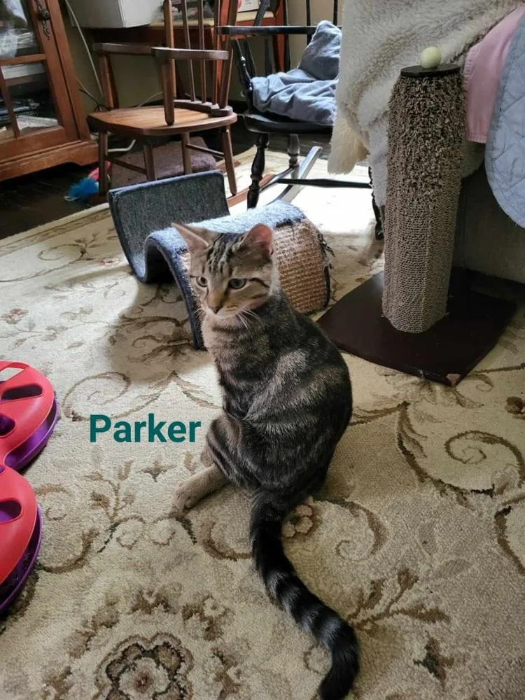 Fulton & Parker thumbnail 5