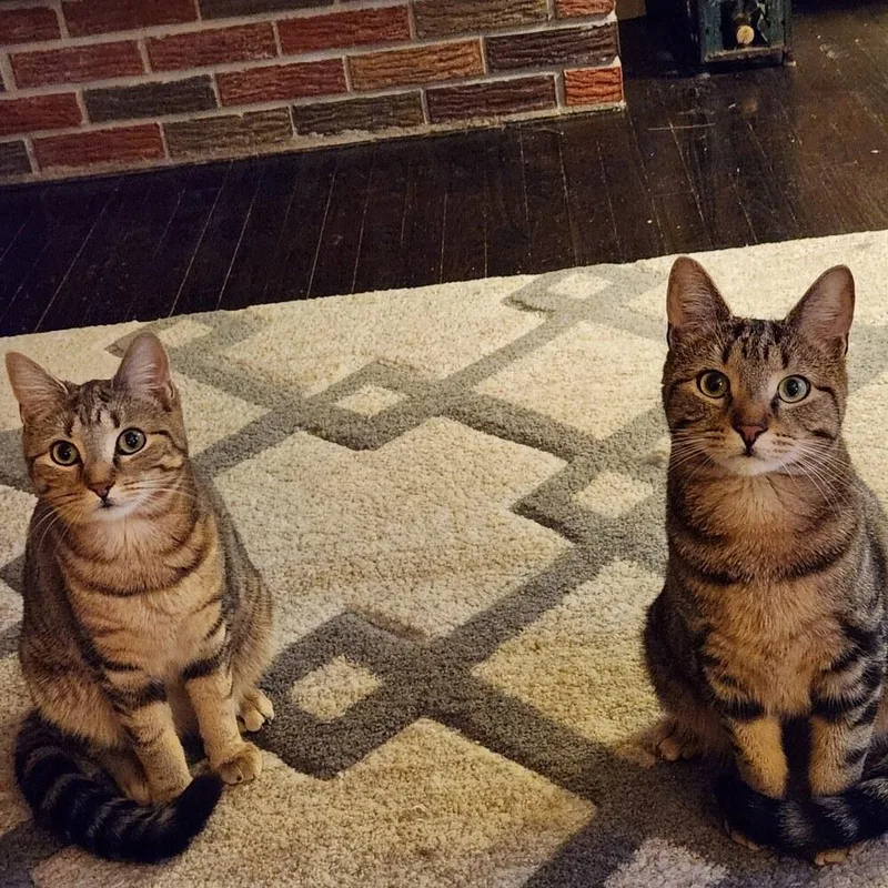 Fulton & Parker thumbnail 6