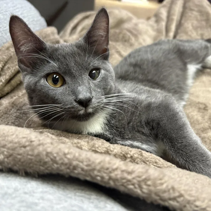 A baby medium-sized male Domestic Medium Hair cat named Bear for adoption in St. Louis, MO