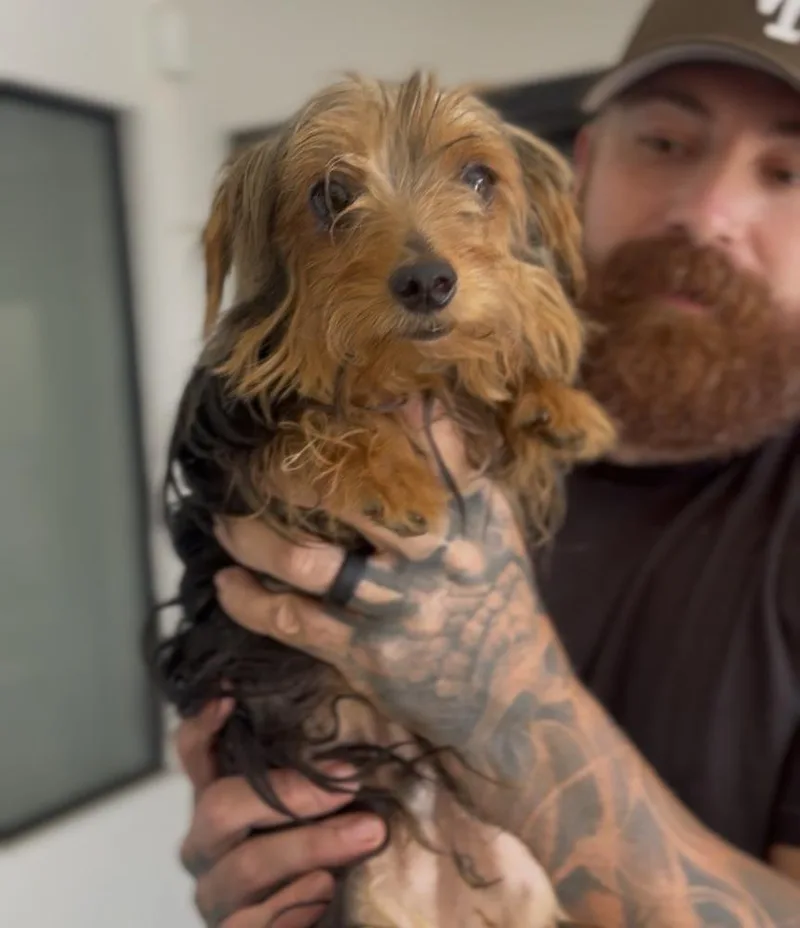 A young small-sized male Yorkshire Terrier dog named Jefferson for adoption in ventura, CA