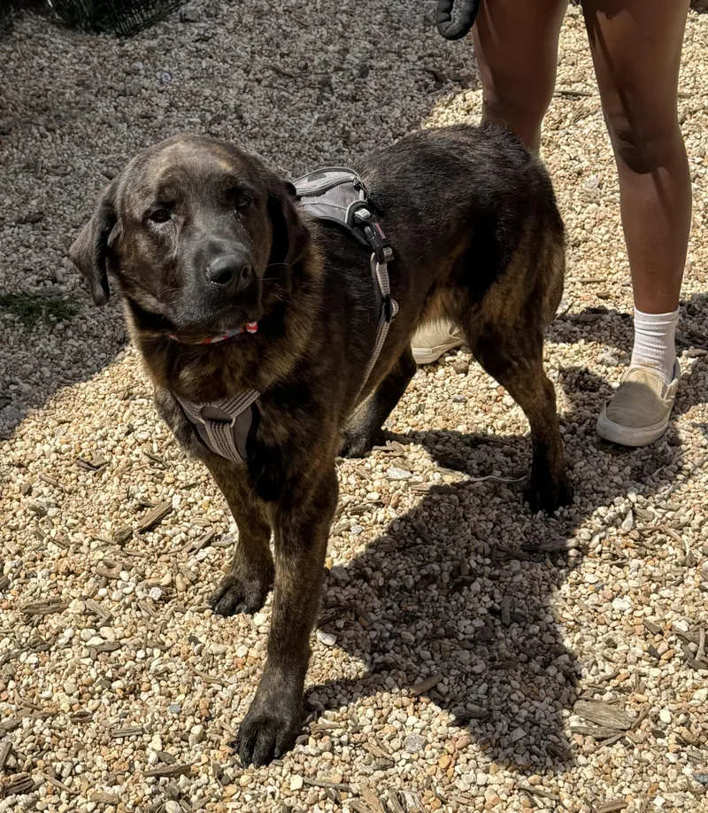 An adult large-sized male Brindle Mixed Breed dog named Moose for adoption in Ellicott City, MD