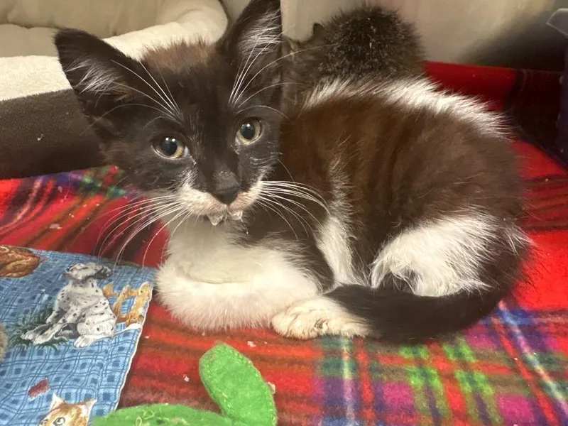 A baby medium-sized female Domestic Short Hair cat named Buttercup for adoption in Greeneville, TN