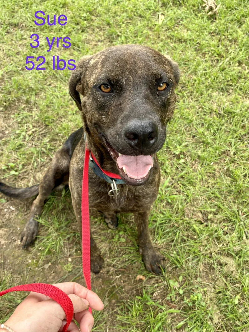 An adult large-sized female Pit Bull Terrier dog named Sue for adoption in Welling, OK