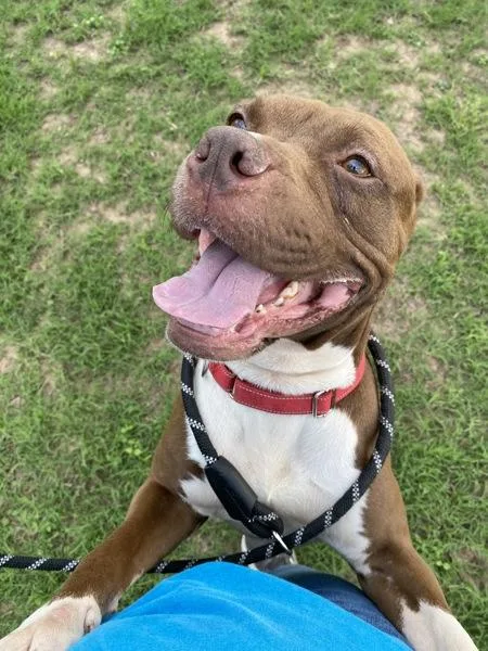 An adult large-sized male Mixed Breed dog named Hobbes for adoption in Austin, TX