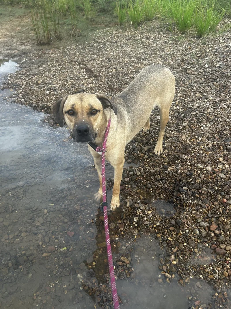 An adult medium-sized female Apricot / Beige Mixed Breed dog named Abby for adoption in Okemah, OK