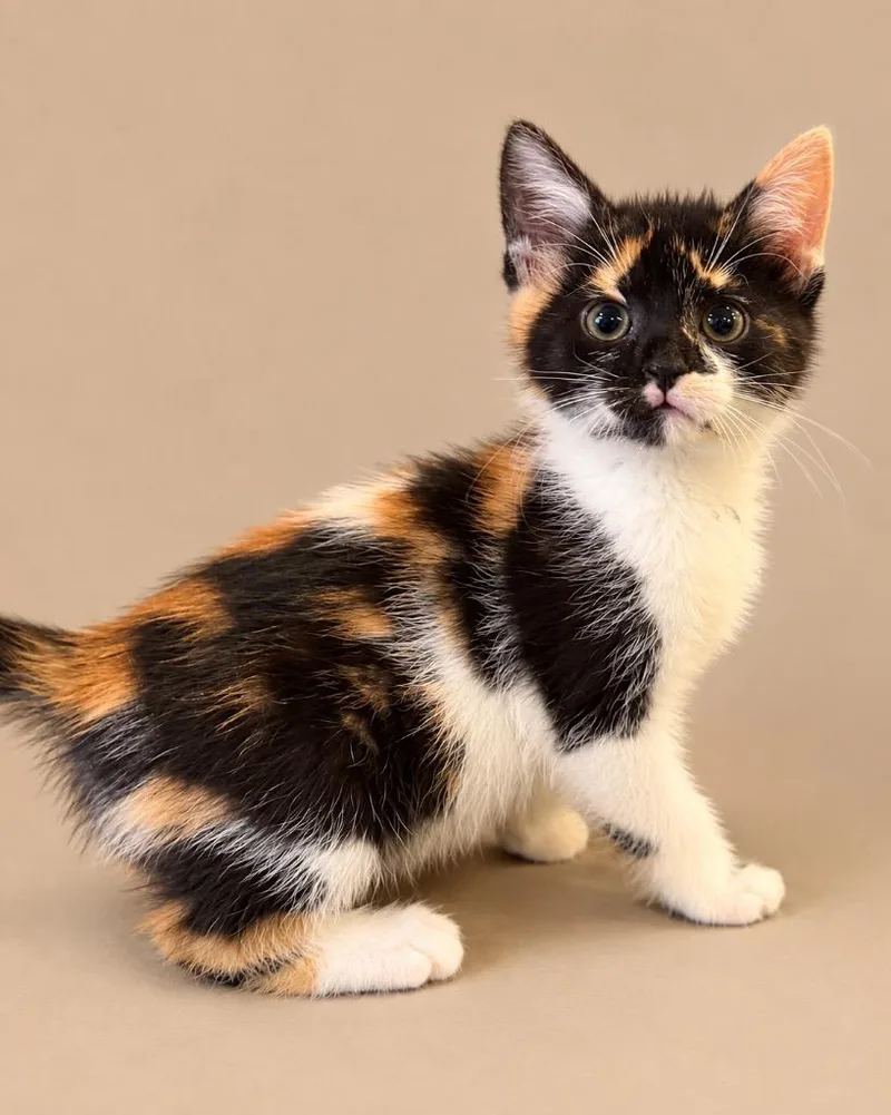 A baby small-sized female Domestic Short Hair cat named Danielle for adoption in Ewing, NJ