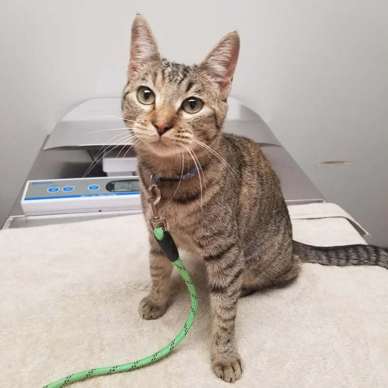 Samantha thumbnail 3