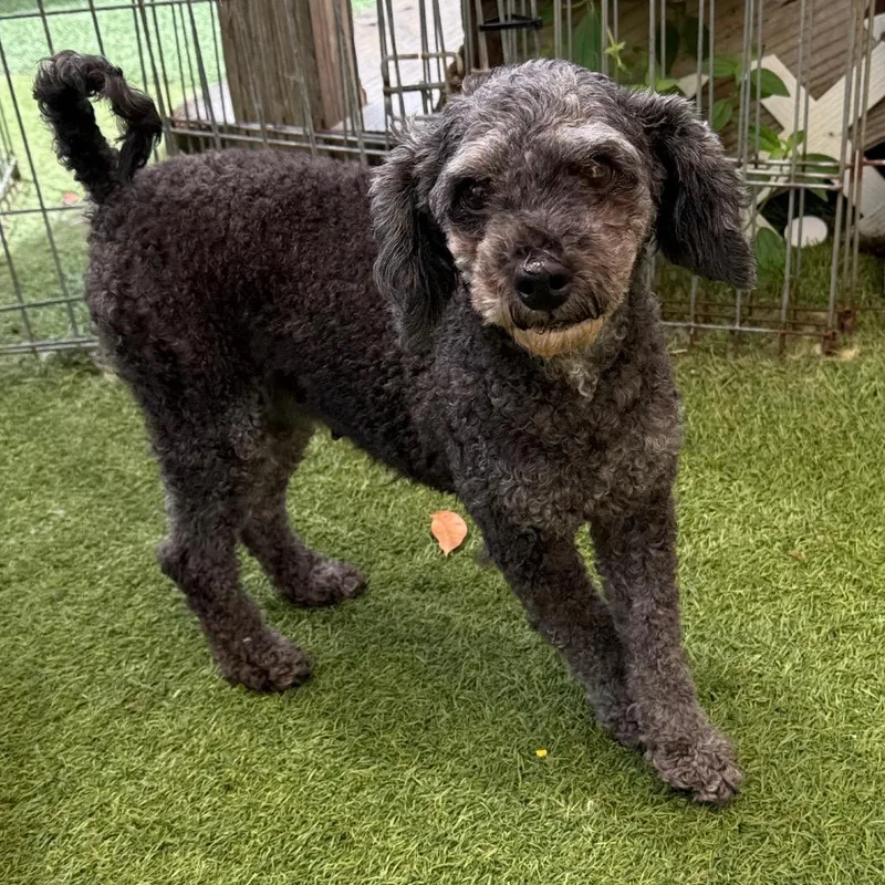 An adult small-sized female Black Poodle dog named Brenda for adoption in LOXAHATCHEE, FL