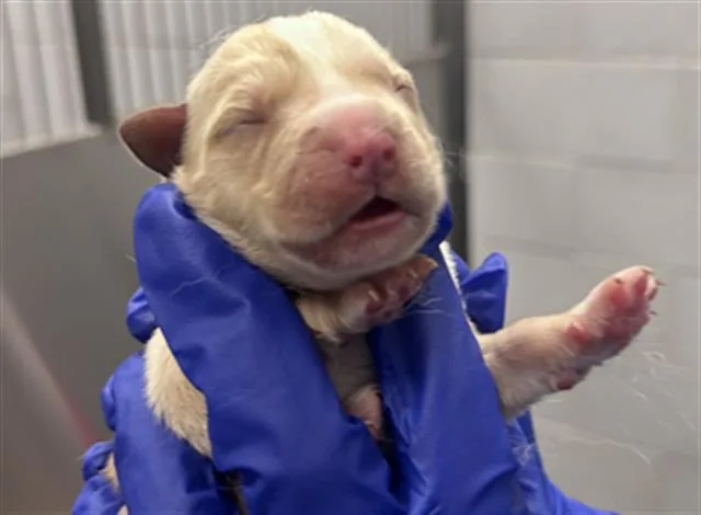 A baby small-sized female Mixed Breed dog named Venus for adoption in Dallas, TX