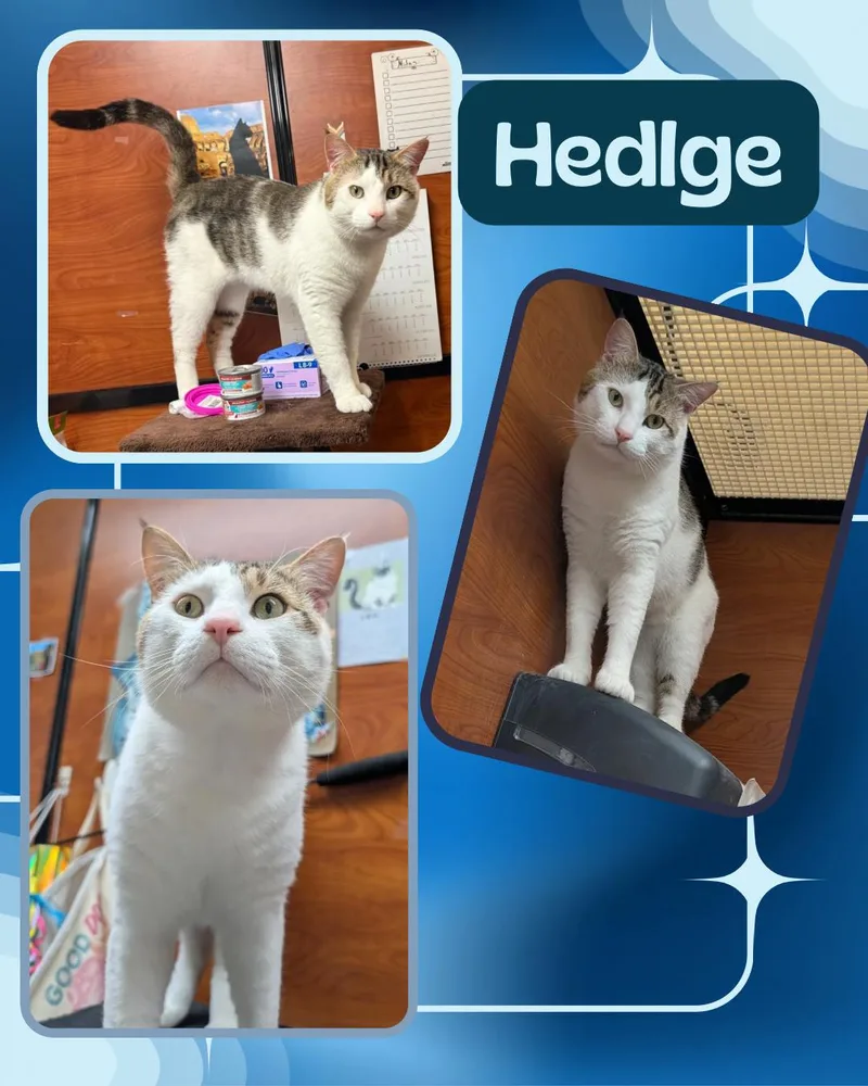 An adult medium-sized male Domestic Short Hair cat named Hedlge for adoption in Bronx, NY
