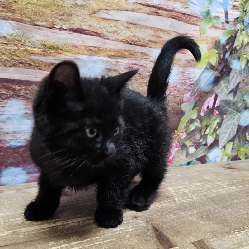 A baby small-sized female Black Domestic Medium Hair cat named Katniss for adoption in Normal, IL