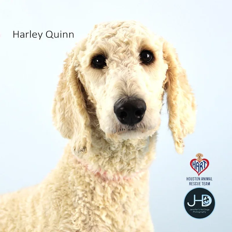 A young medium-sized female Poodle dog named Harley Quinn for adoption in Hockley, TX