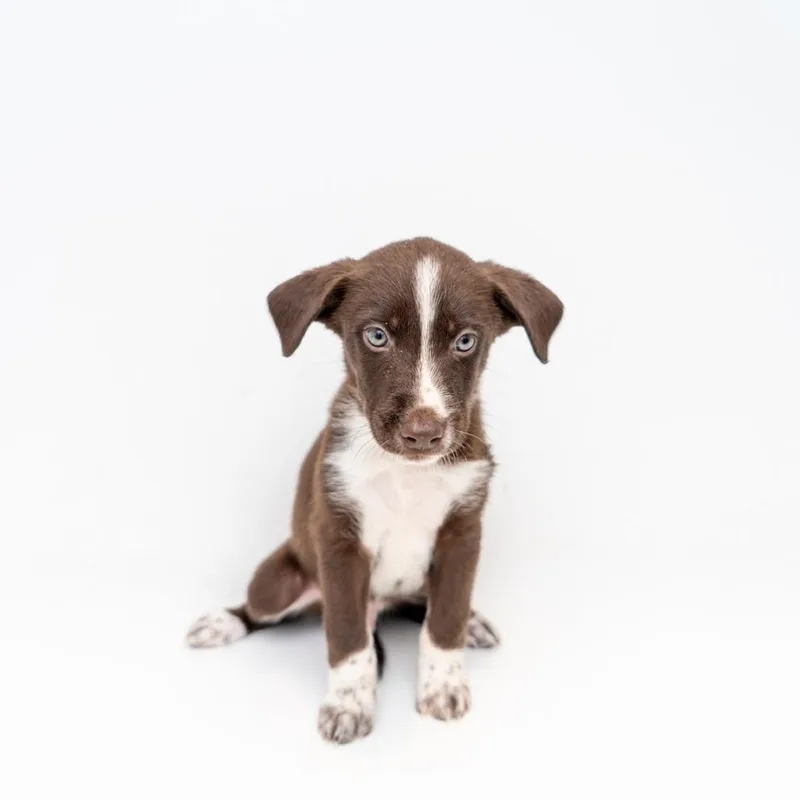 A baby medium-sized male Brown / Chocolate Mountain Cur dog named Taz for adoption in New York, NY