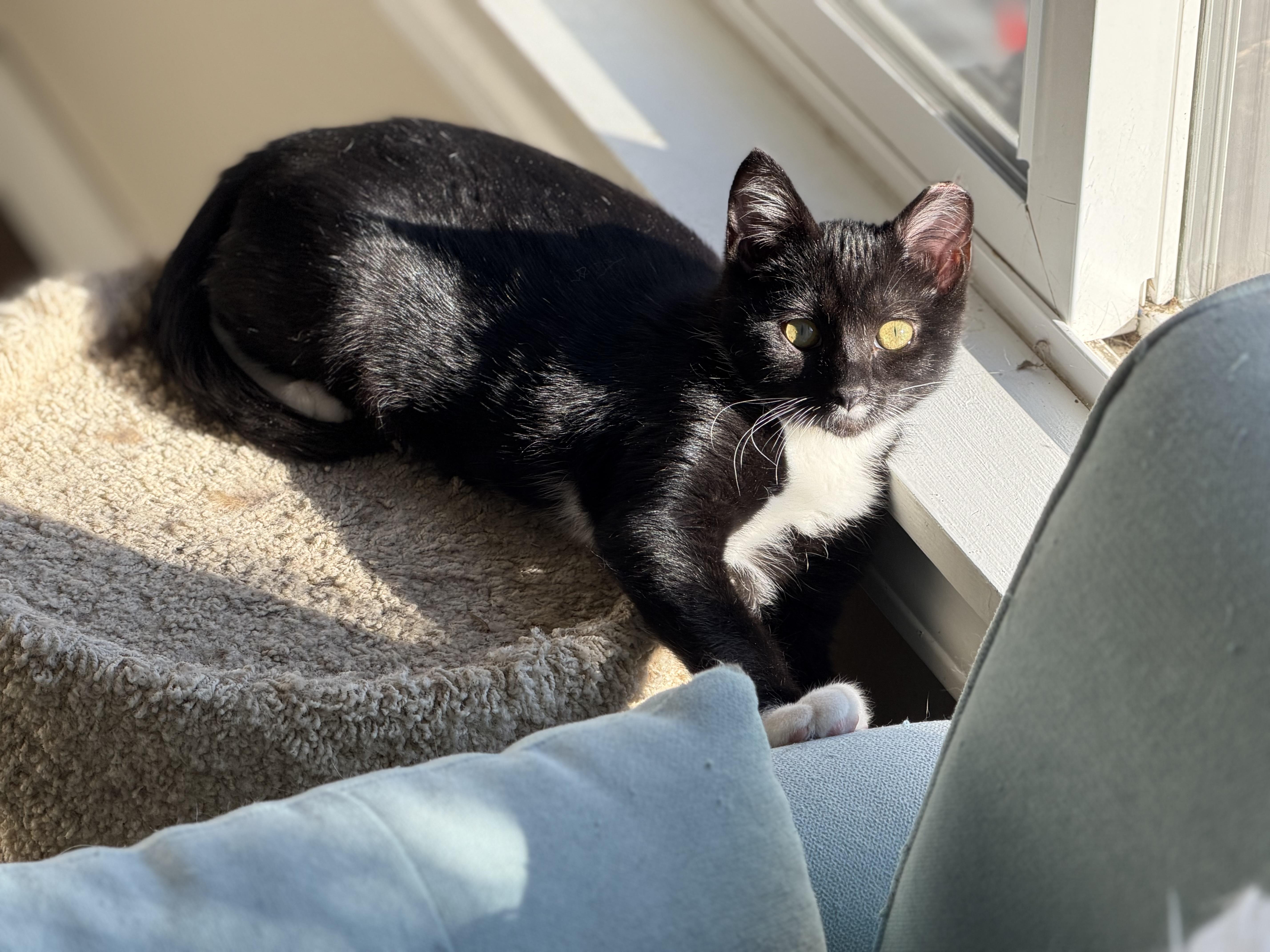 A baby medium-sized male Black & White / Tuxedo Domestic Short Hair cat named Winston for adoption in Maple Valley, WA