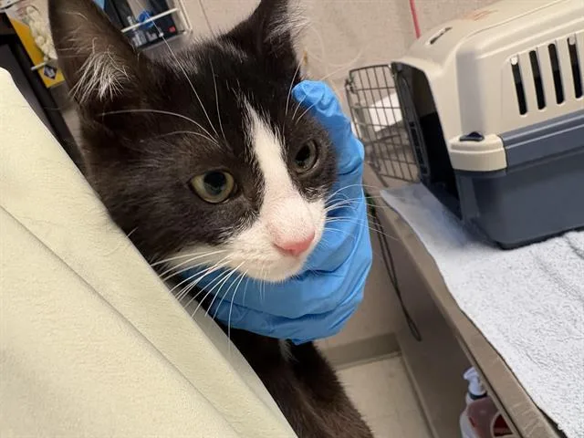 A baby small-sized female Domestic Short Hair cat named Ailey for adoption in Kent, WA