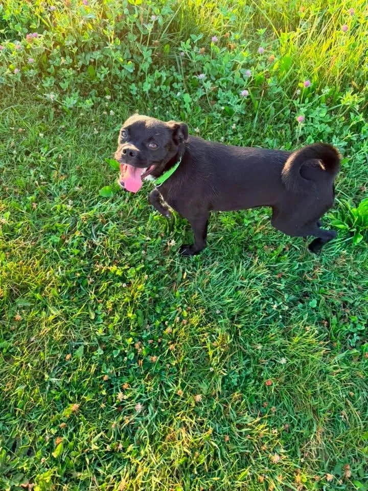 An adult small-sized male Pug dog named Travis for adoption in New London, WI