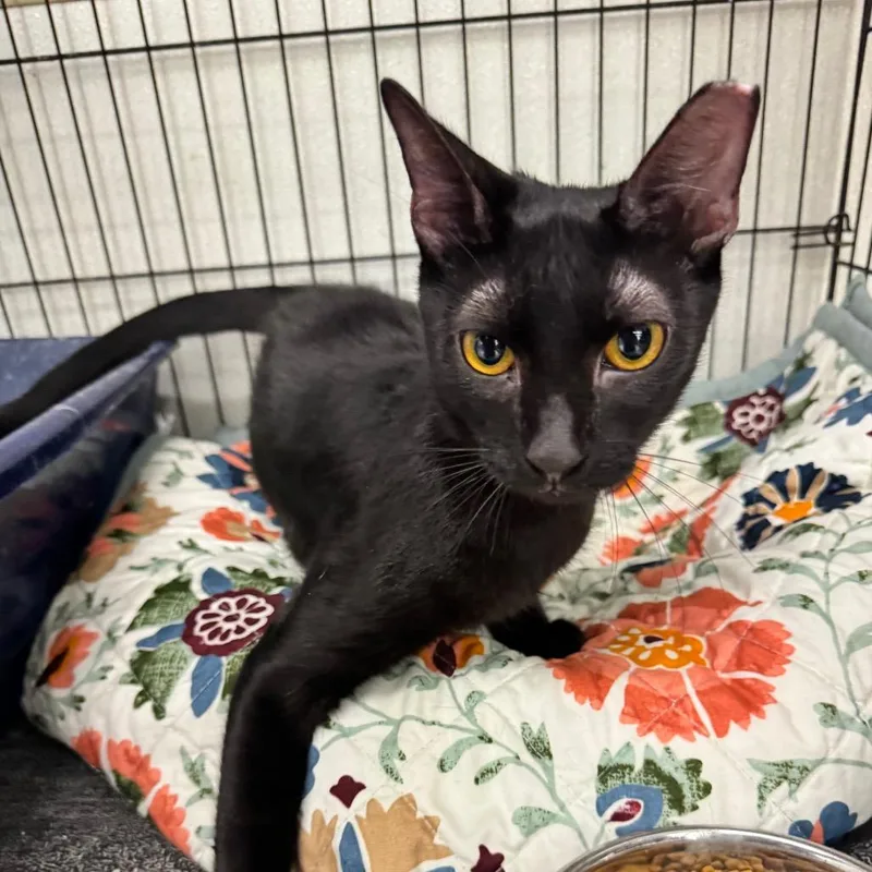 A young medium-sized male Black Domestic Short Hair cat named Thiago for adoption in Hamburg, NY