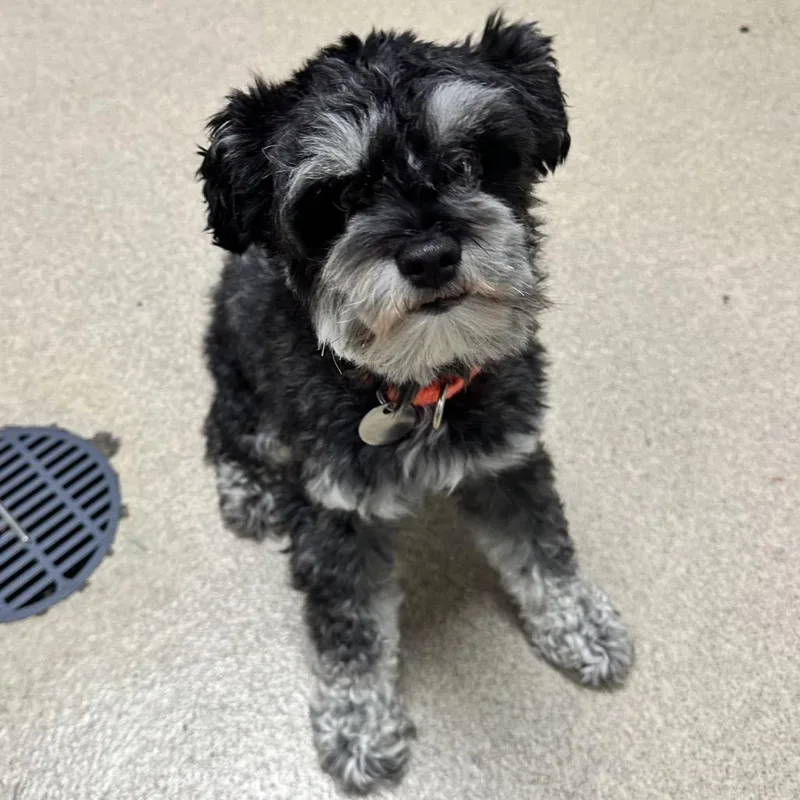 An adult small-sized male Miniature Schnauzer dog named Kobe for adoption in Brookfield, WI