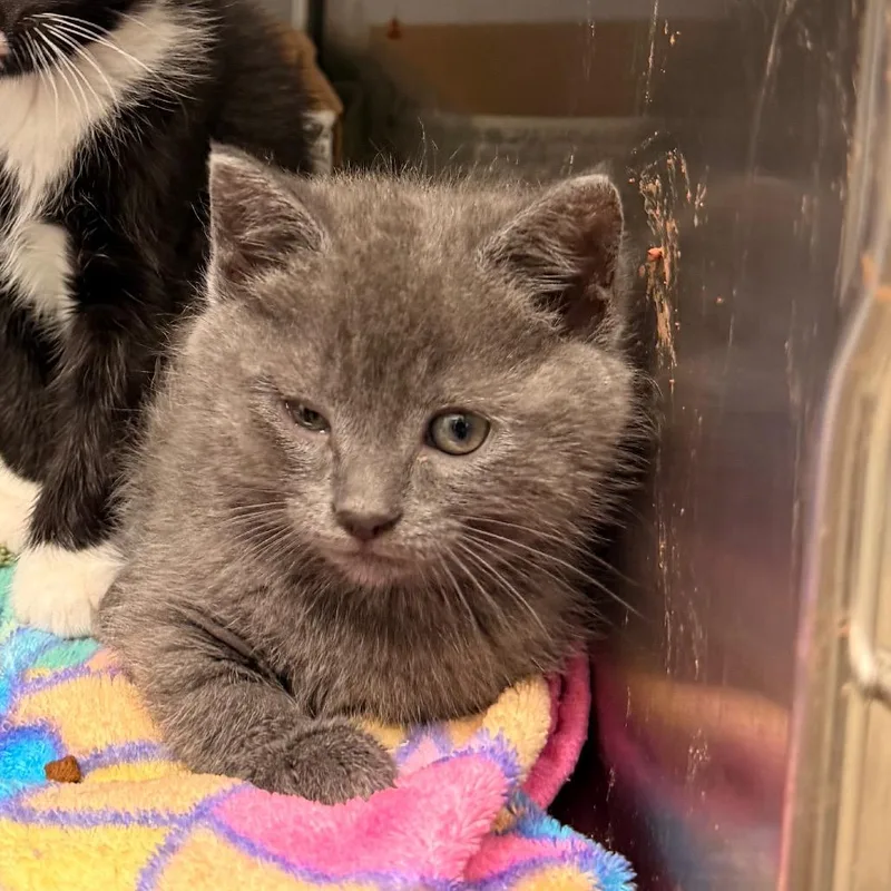 A baby small-sized female Gray / Blue / Silver Domestic Medium Hair cat named Stardew for adoption in Lynchburg, VA