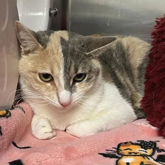 An adult medium-sized female Calico Domestic Short Hair cat named Meye for adoption in East Hampton, NY