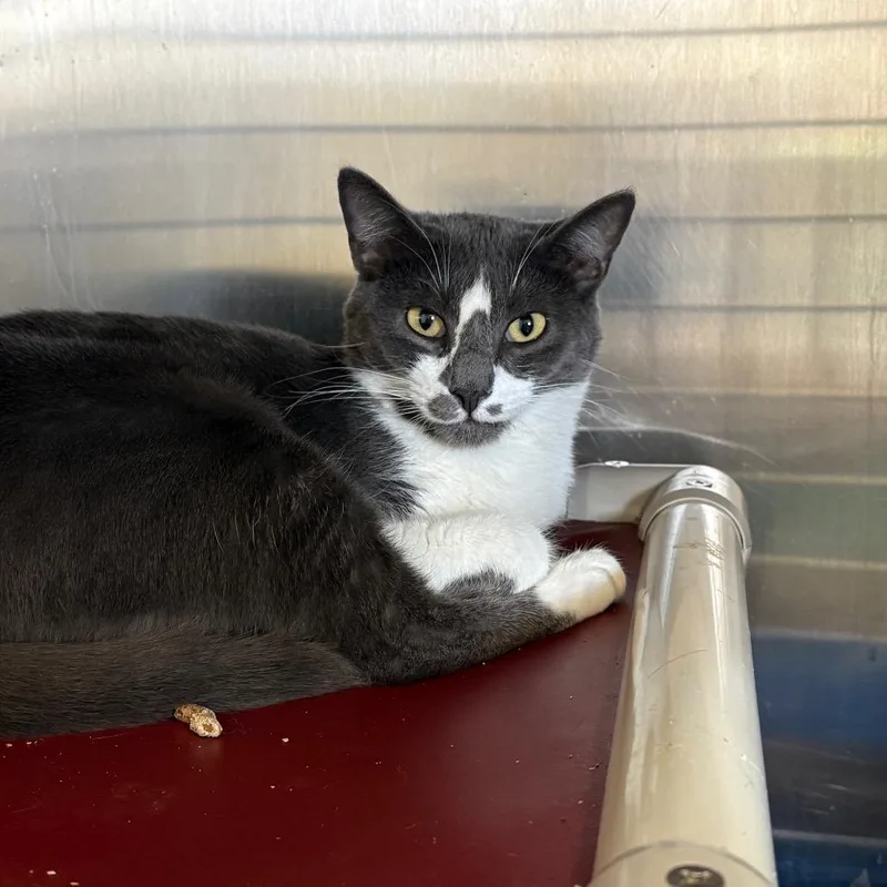 A young medium-sized female Gray / Blue / Silver Domestic Short Hair cat named Mooshie for adoption in Kanab, UT