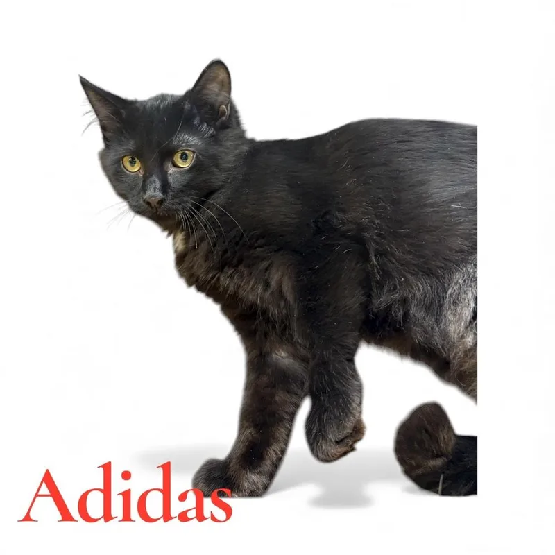A young medium-sized female Black Domestic Medium Hair cat named Adidas for adoption in Bellevue, NE