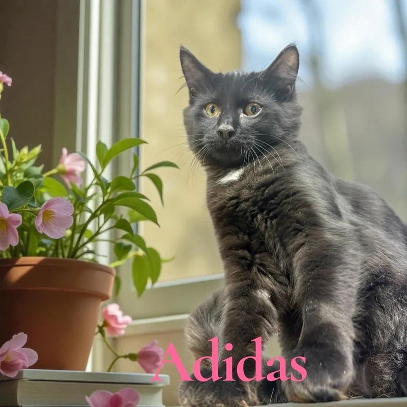 Adidas thumbnail 2