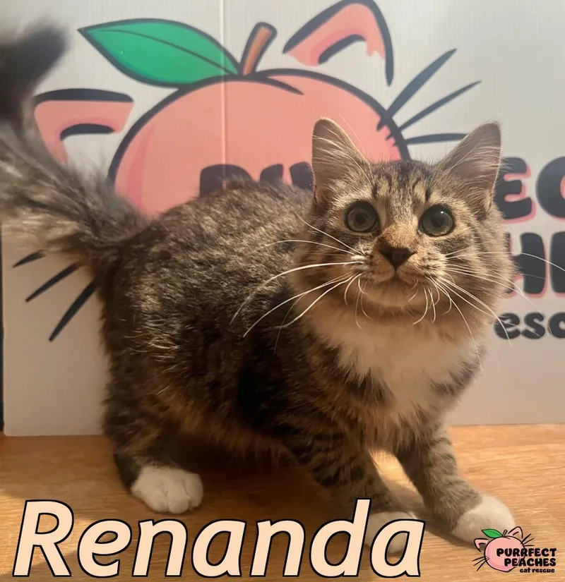 A baby medium-sized female Maine Coon cat named Renanda for adoption in Douglasville, GA