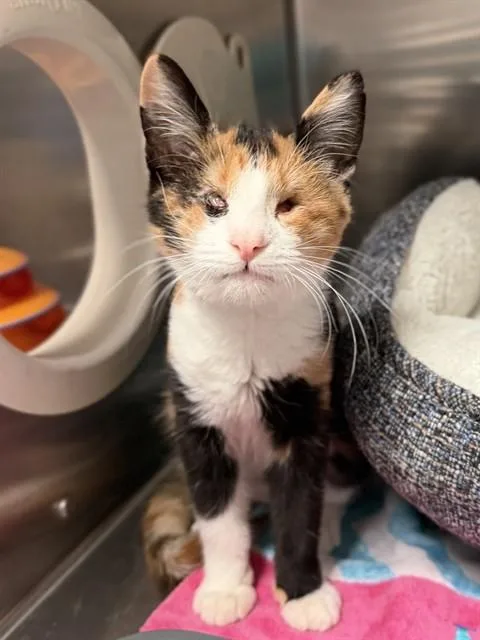 A baby small-sized female Domestic Short Hair cat named Celeste for adoption in Olivette, MO