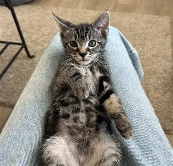 A baby small-sized male Domestic Short Hair cat named Waffle for adoption in Tustin, CA