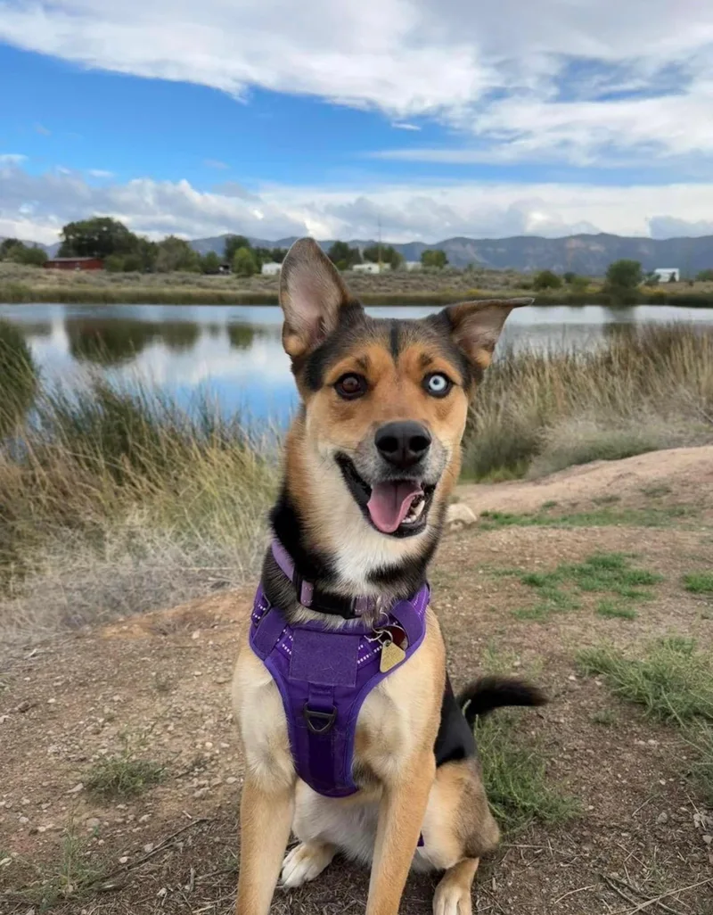 Zena