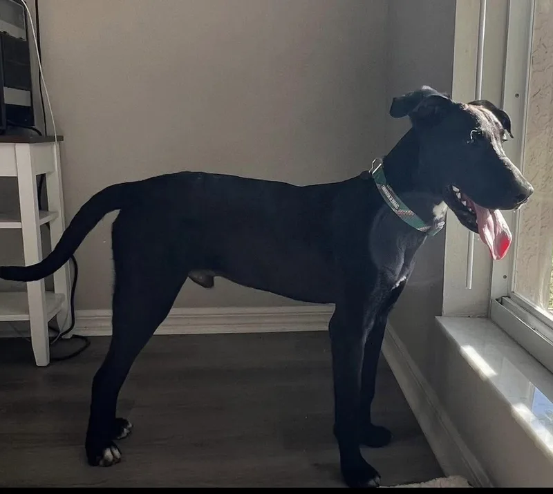 A young medium-sized male Labrador Retriever dog named Carter for adoption in Saint Petersburg, FL