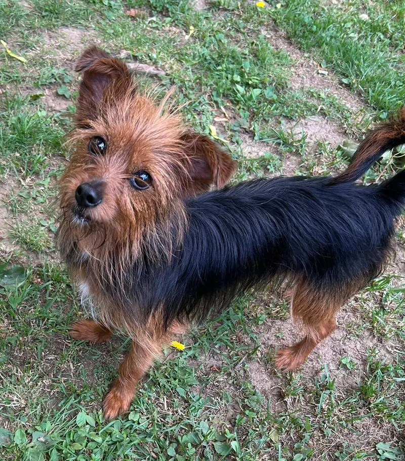 A young small-sized female Bicolor Yorkshire Terrier dog named Cayenne for adoption in Winsted, CT