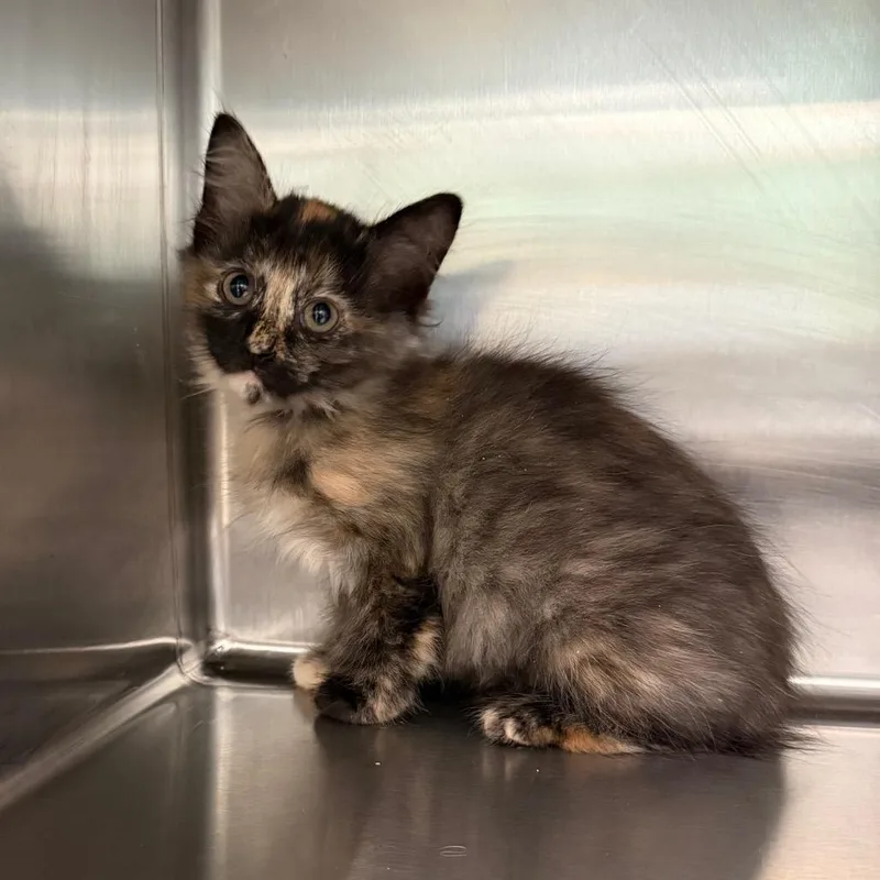 A baby small-sized female Domestic Medium Hair cat named Charlee for adoption in Hamilton, GA