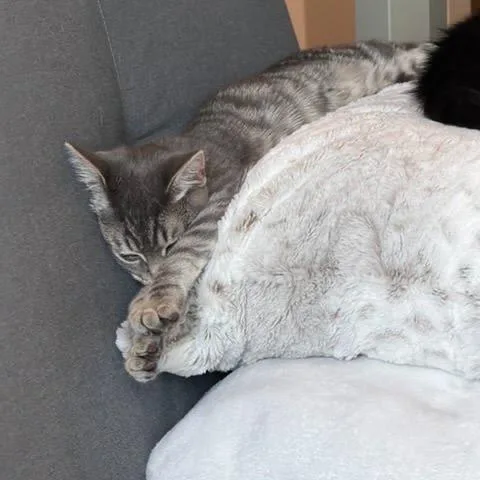 A baby medium-sized female Gray / Blue / Silver Domestic Short Hair cat named Daydream for adoption in Los Angeles, CA