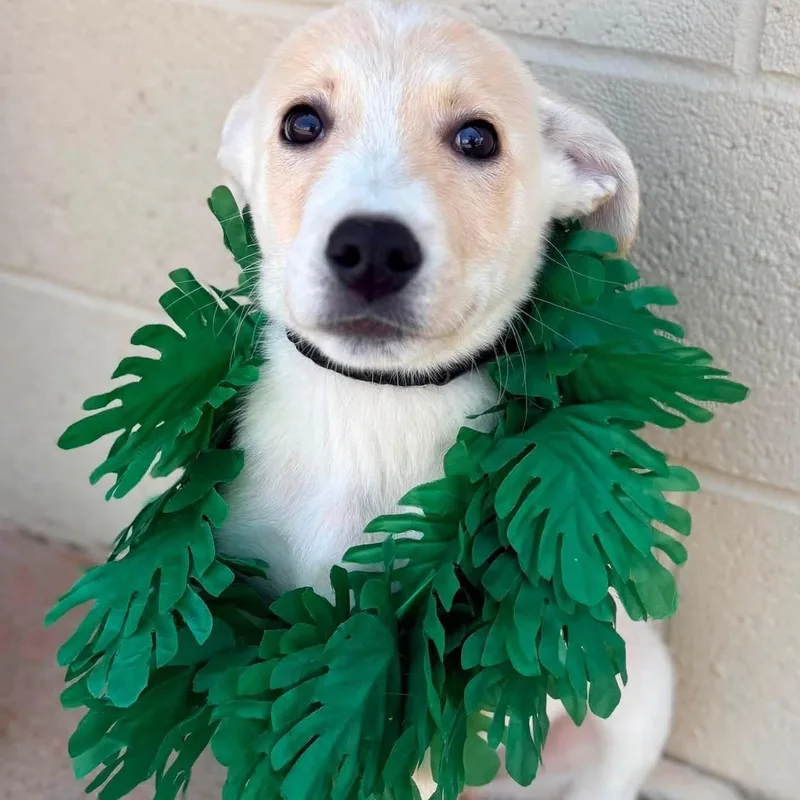 A baby large-sized male Apricot / Beige Shepherd dog named Pua for adoption in Uxbridge, MA