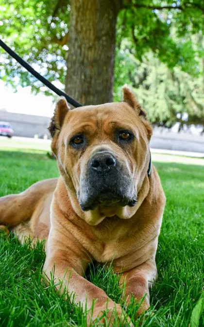 A senior extra large-sized female Presa Canario dog named Pancha for adoption in Yakima, WA