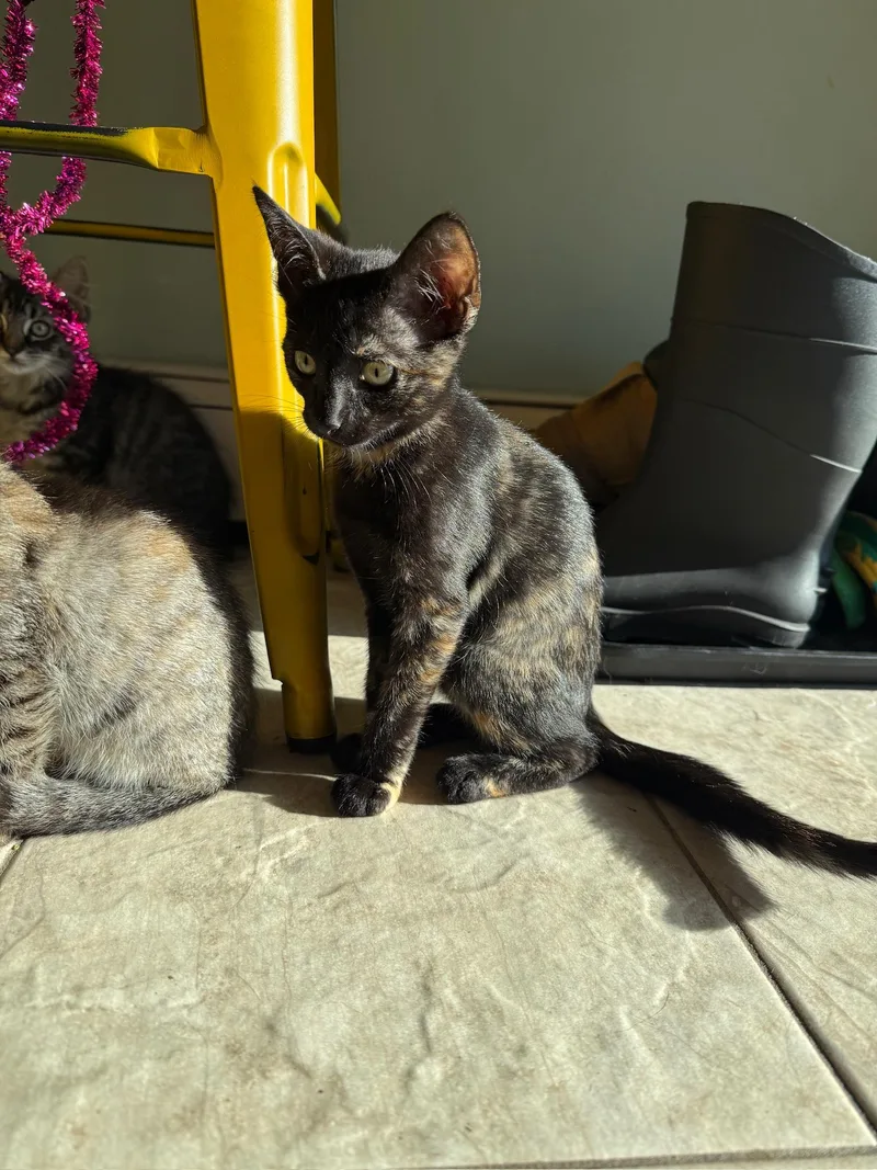 A baby small-sized female Tortoiseshell Domestic Short Hair cat named Gigi for adoption in Hartville, OH