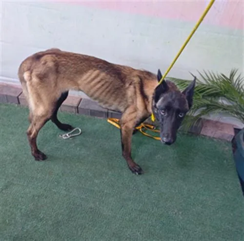 A young medium-sized female Belgian Shepherd / Malinois dog named Greta for adoption in Baldwin Park, CA