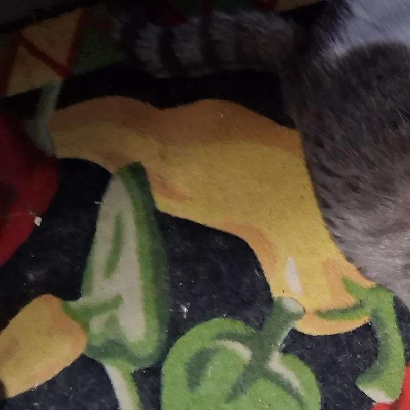 Koonie thumbnail 3