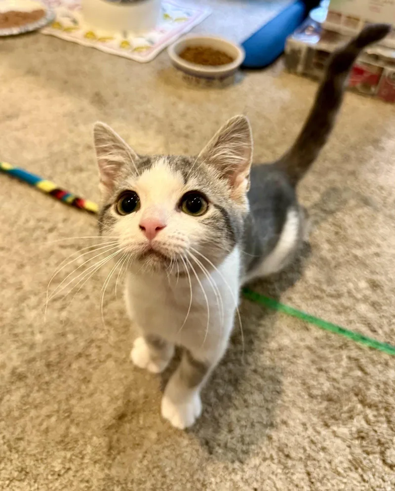 A baby medium-sized female Gray & White Domestic Short Hair cat named MaryRose for adoption in Broomall, PA