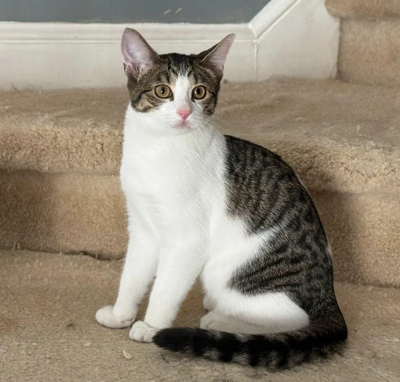 A baby small-sized female Tabby (Brown / Chocolate) Domestic Short Hair cat named Collins for adoption in Raleigh, NC
